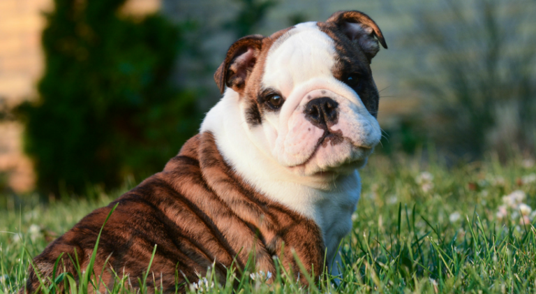 Include Your Pet in Your Wedding Without Causing a Disaster