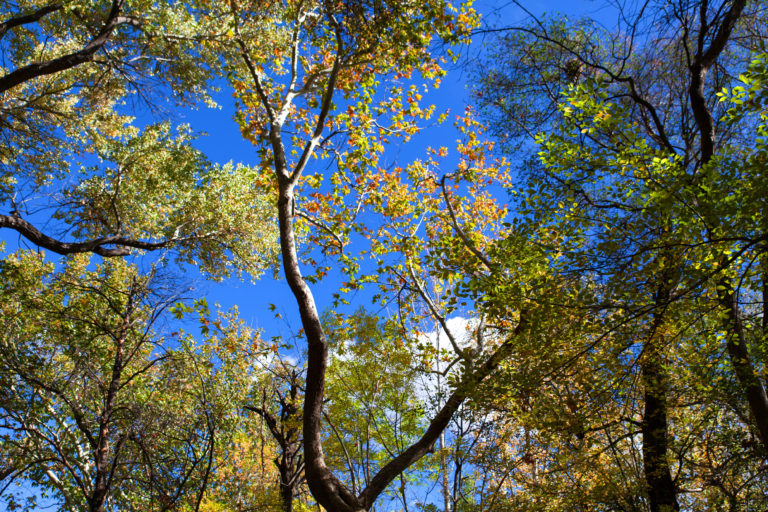 Featured Venue: Creekside Inn at Sedona